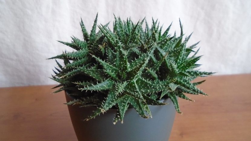  - Suculente-Agave-Yucca si Dracaena 2021