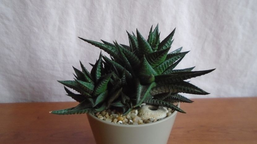  - Suculente-Agave-Yucca si Dracaena 2021