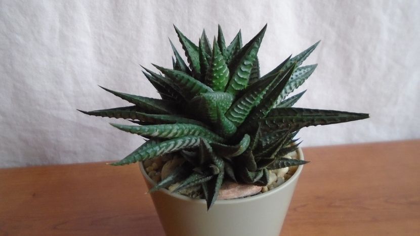  - Suculente-Agave-Yucca si Dracaena 2021