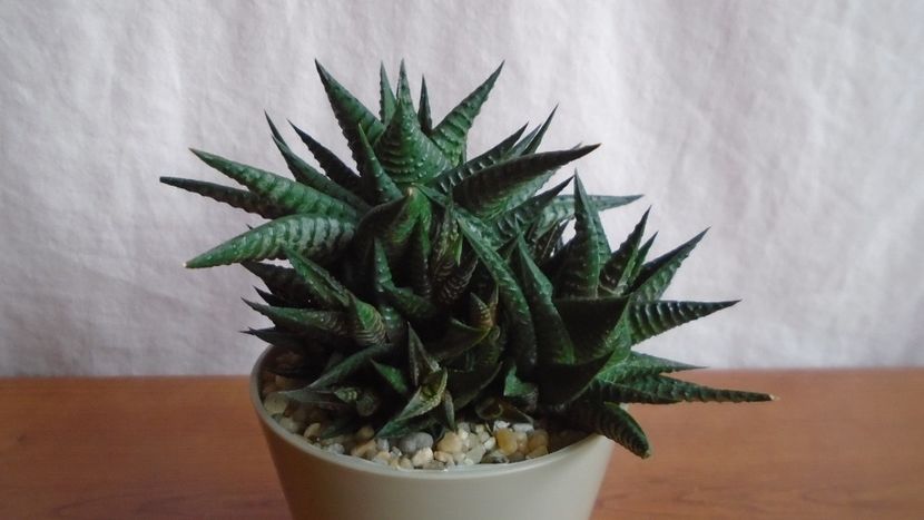 - Suculente-Agave-Yucca si Dracaena 2021