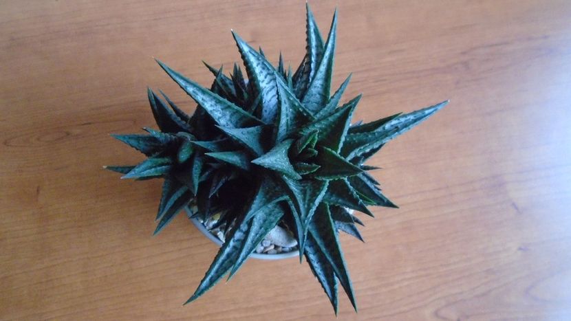  - Suculente-Agave-Yucca si Dracaena 2021