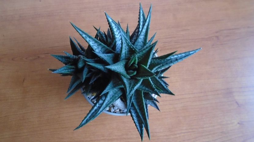  - Suculente-Agave-Yucca si Dracaena 2021