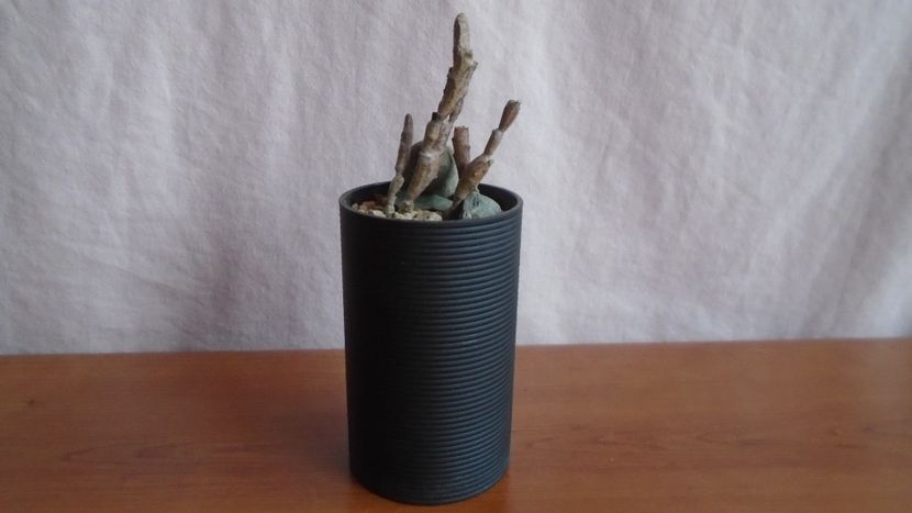  - Suculente-Agave-Yucca si Dracaena 2021