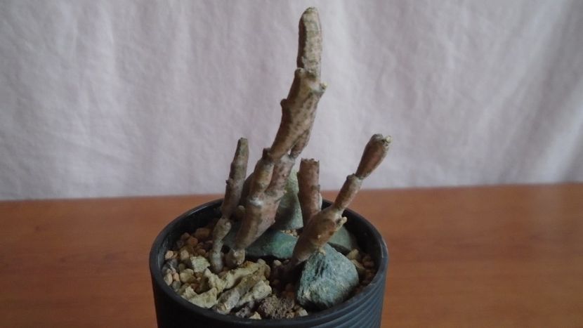  - Suculente-Agave-Yucca si Dracaena 2021