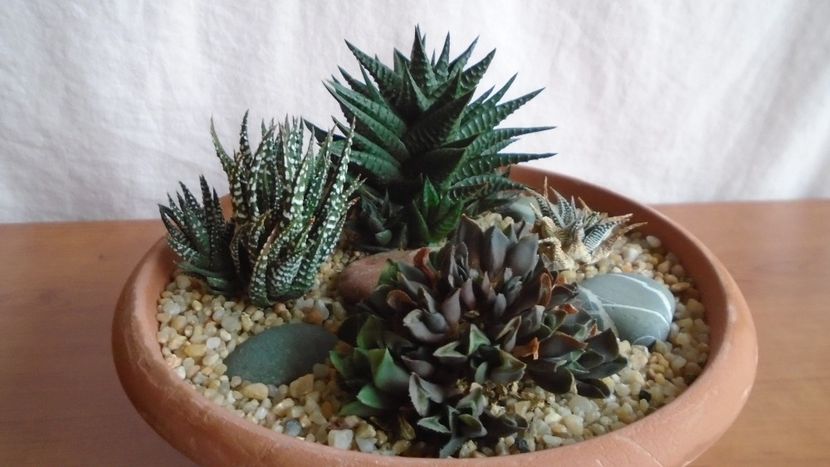  - Suculente-Agave-Yucca si Dracaena 2021