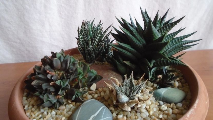  - Suculente-Agave-Yucca si Dracaena 2021