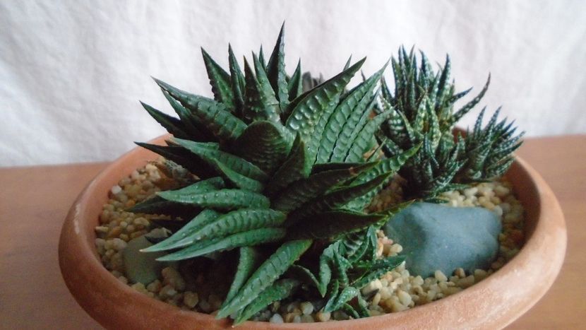  - Suculente-Agave-Yucca si Dracaena 2021