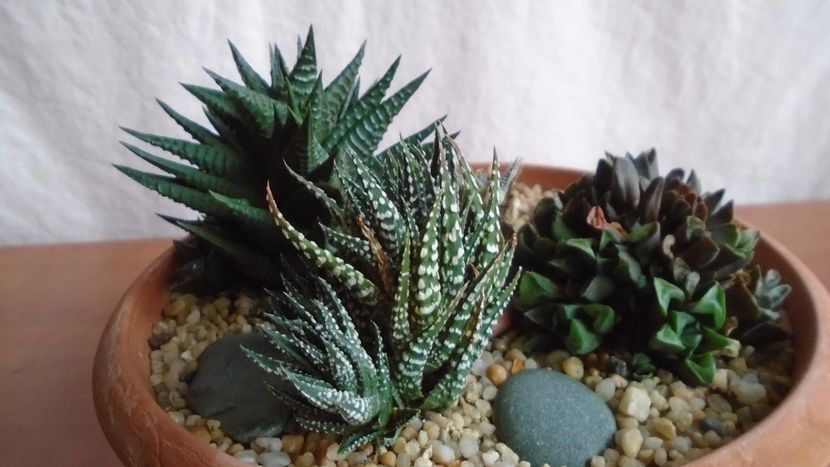 - Suculente-Agave-Yucca si Dracaena 2021