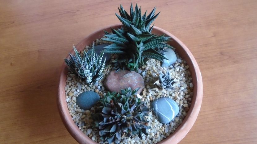  - Suculente-Agave-Yucca si Dracaena 2021