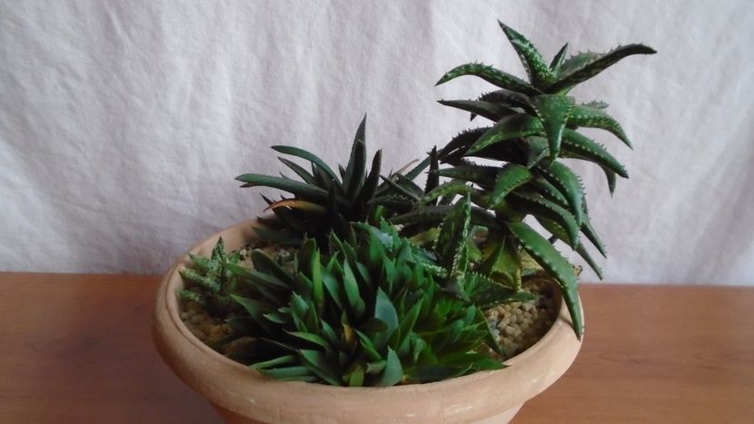  - Suculente-Agave-Yucca si Dracaena 2021