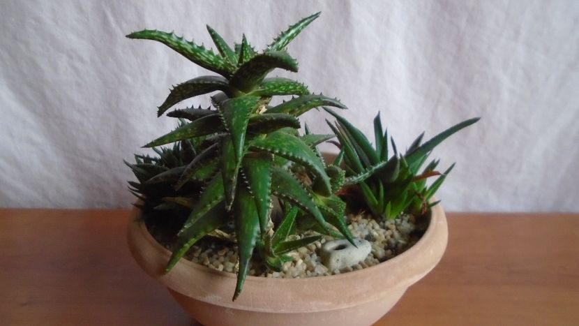  - Suculente-Agave-Yucca si Dracaena 2021