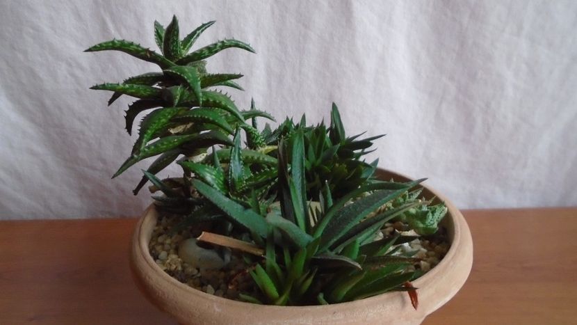  - Suculente-Agave-Yucca si Dracaena 2021