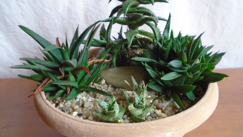  - Suculente-Agave-Yucca si Dracaena 2021