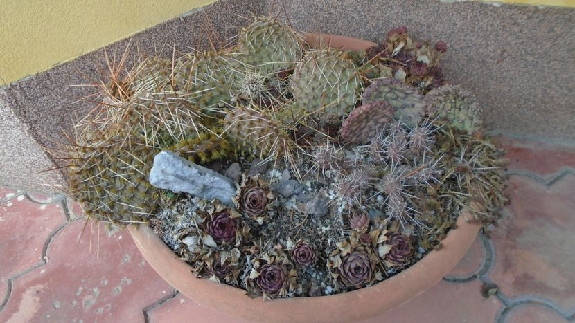  - Suculente-Agave-Yucca si Dracaena 2021