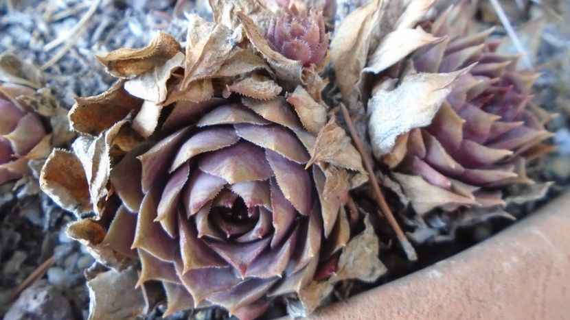  - Suculente-Agave-Yucca si Dracaena 2021