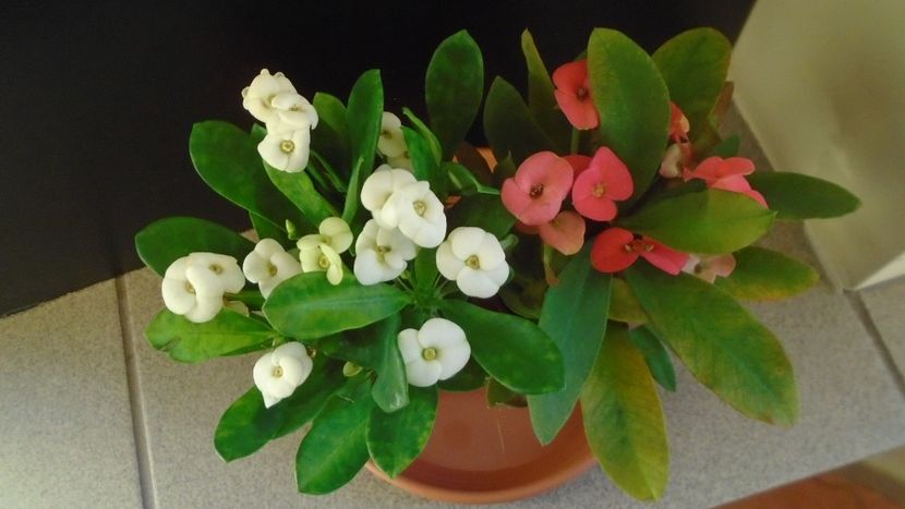 Euphorbia milii flori rosii & Euphorbia milii flori albe - Suculente-Agave-Yucca si Dracaena 2021