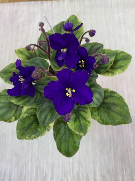 OS-Мистический Петербур - DORINTE