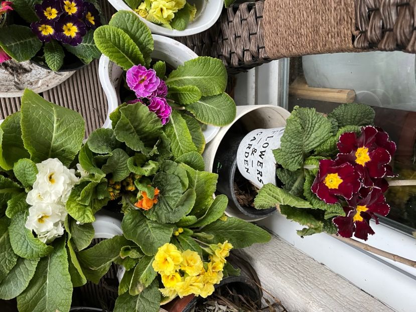 6C911B25-92A6-4CDD-8A87-B15790CC873A - Primule 21 22 23 24