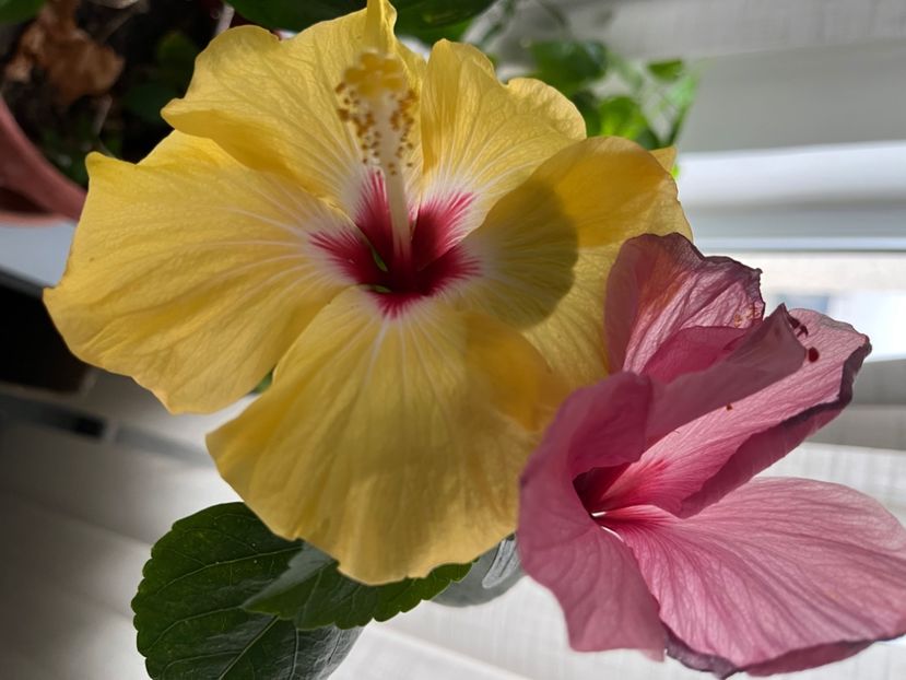 E8314B66-6743-4233-8029-7EFC57909139 - Hibiscus