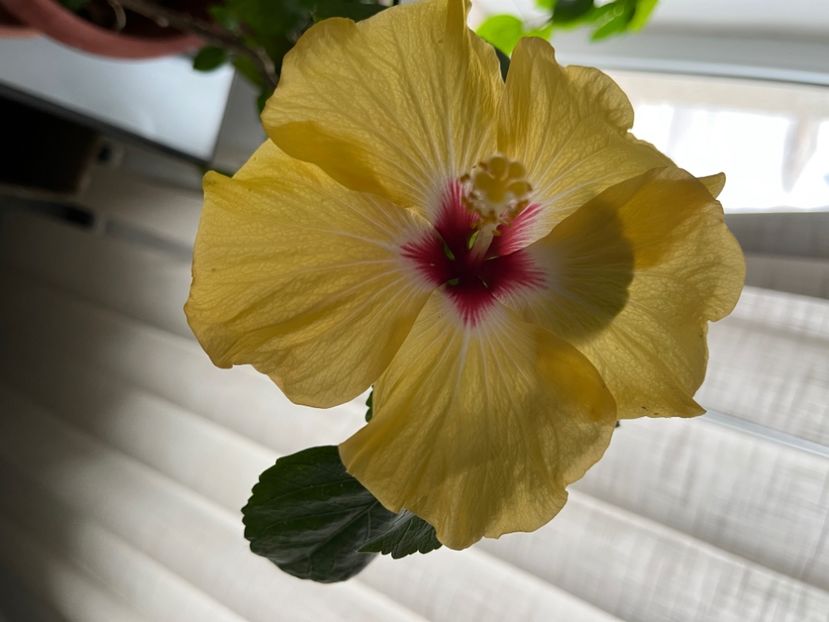7BCA3F8B-03FD-4E20-9B6B-1C7E758C26B8 - Hibiscus