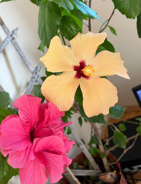 96A6A18F-DE87-4C7D-8AF6-F2854B8F4D88 - Hibiscus