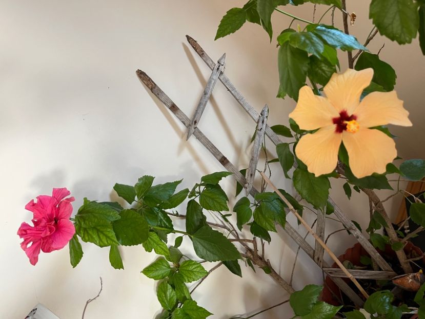 87955B21-200D-4AD4-84BB-07933A900E4C - Hibiscus