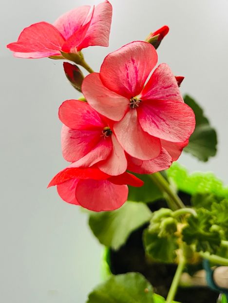 32F9F5DB-9A15-4F8B-B619-F3FDEC675938 - Muscate 2021 22