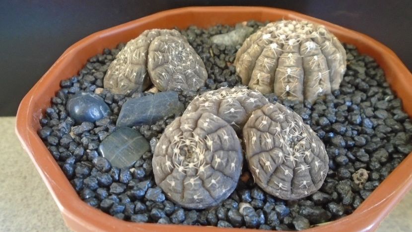 Gymnocacalycium ragonesei, 7 ex. - Cactusi 2021 Gymnocalycium