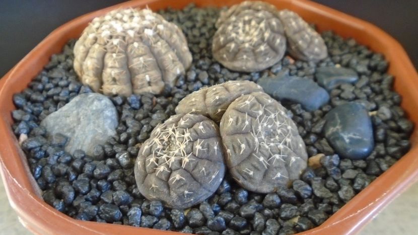 Gymnocacalycium ragonesei, 7 ex. - Cactusi 2021 Gymnocalycium