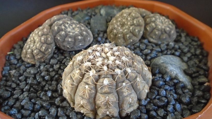 Gymnocacalycium ragonesei, 7 ex. - Cactusi 2021 Gymnocalycium