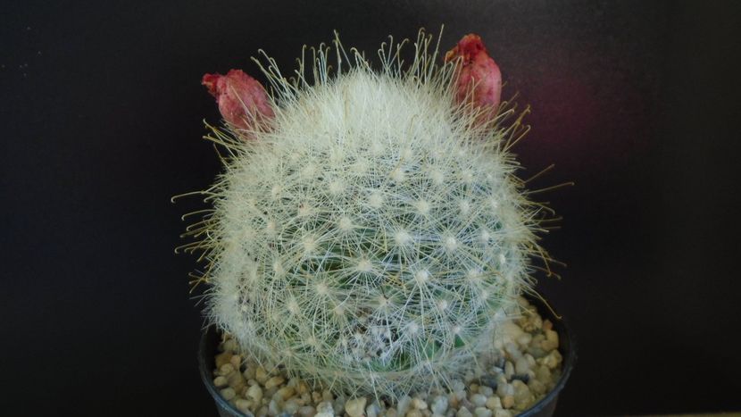  - Cactusi 2022