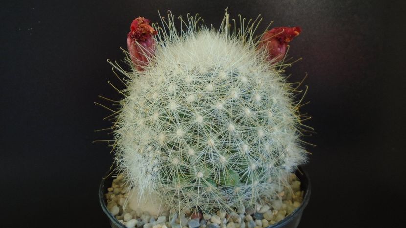  - Cactusi 2022