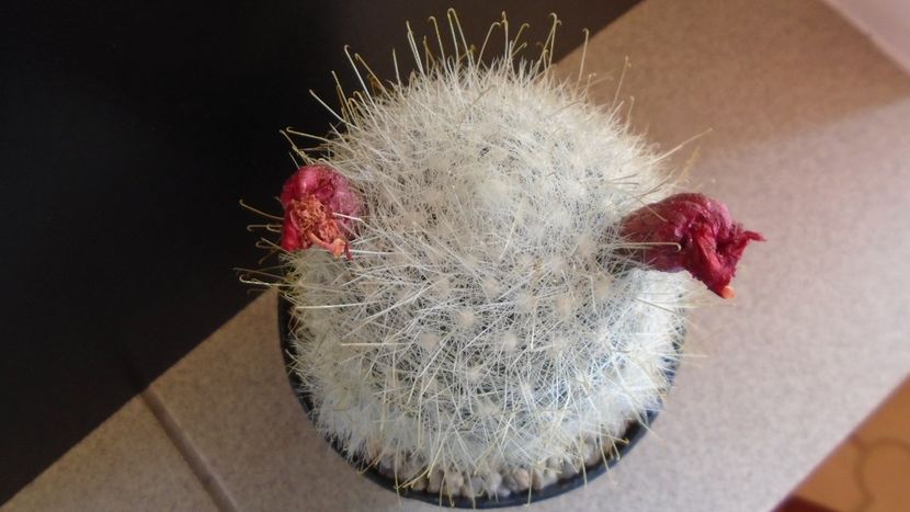  - Cactusi 2022