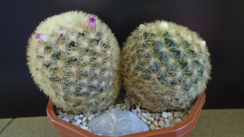  - Cactusi 2022