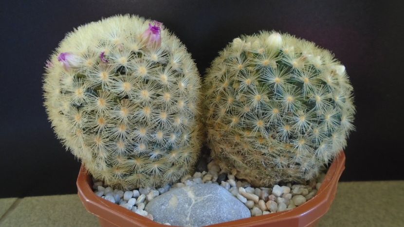  - Cactusi 2022