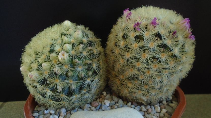  - Cactusi 2022