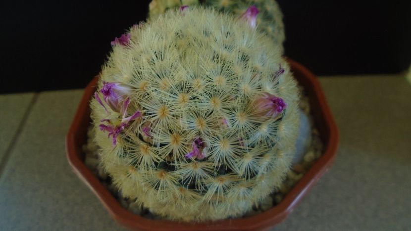  - Cactusi 2022