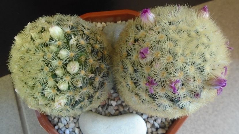  - Cactusi 2022