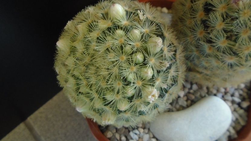  - Cactusi 2022