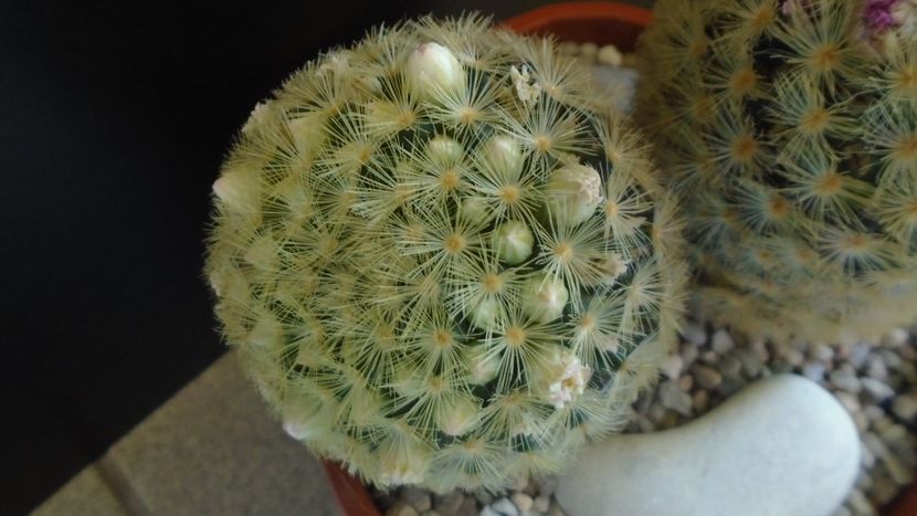  - Cactusi 2022