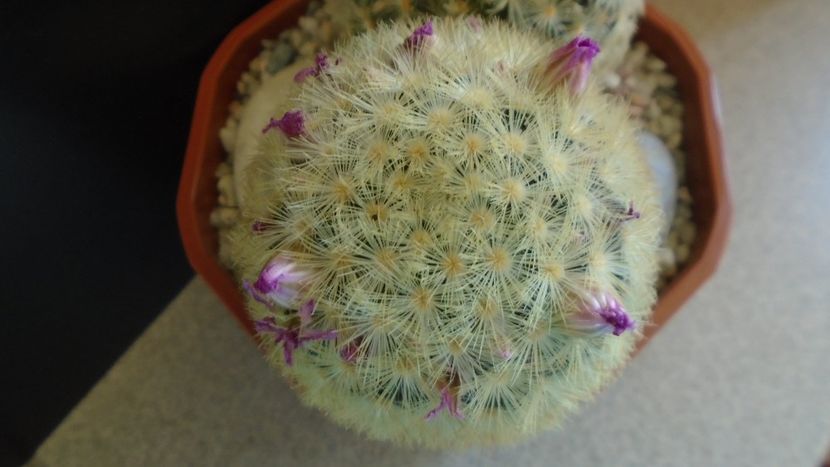  - Cactusi 2022