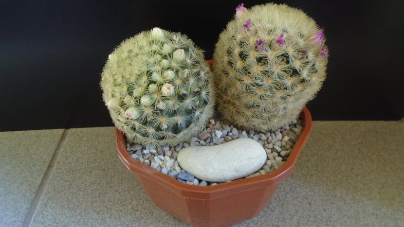  - Cactusi 2022