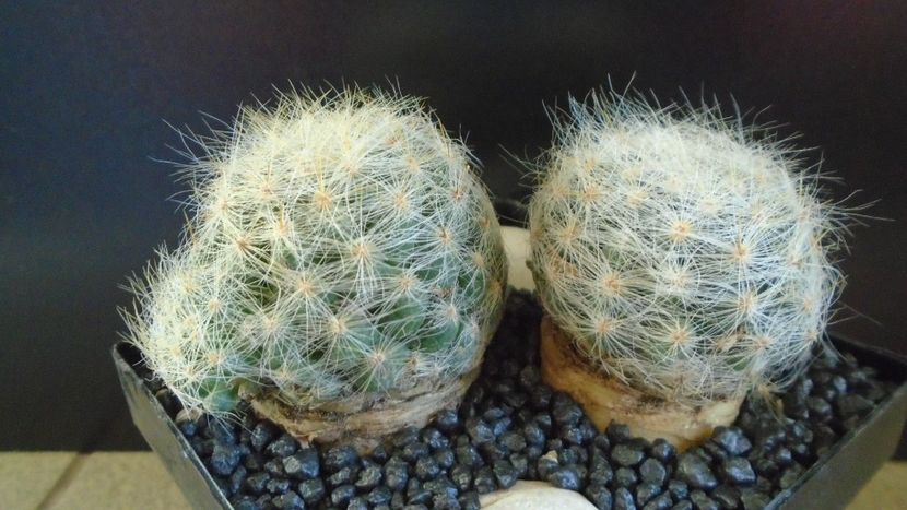  - Cactusi 2022