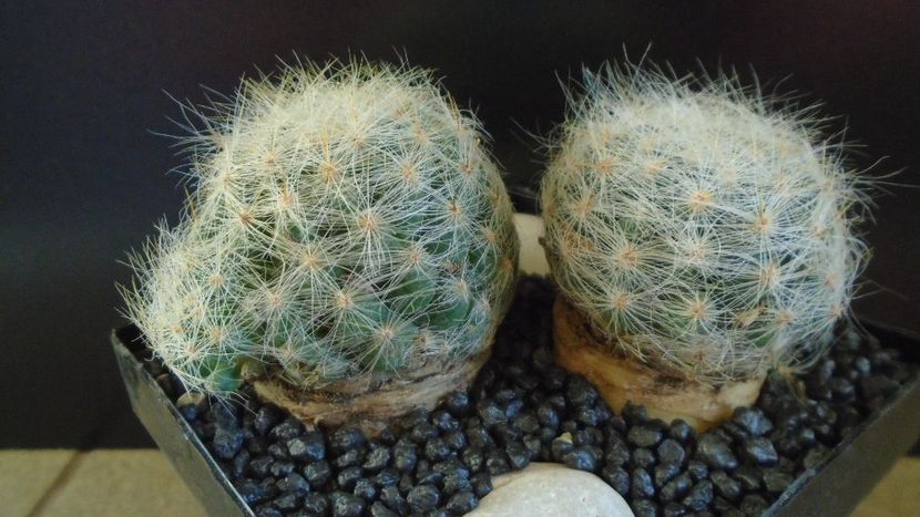  - Cactusi 2022