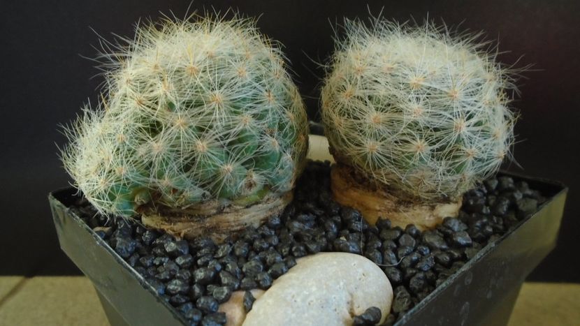  - Cactusi 2022