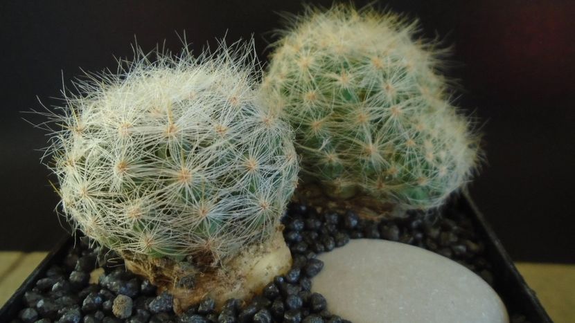  - Cactusi 2022