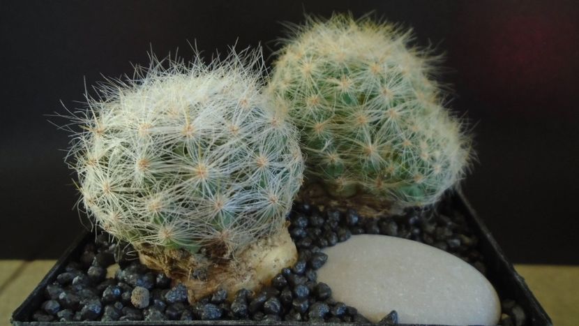  - Cactusi 2022