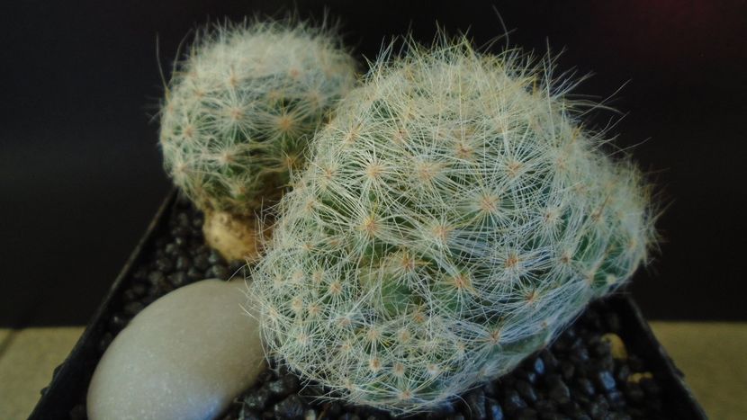  - Cactusi 2022