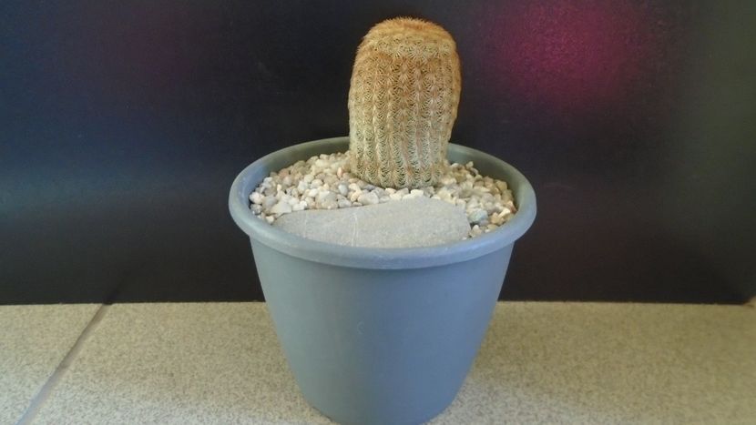 Echinocereus rigidissimus ssp. rubispinus f. albiflorus - Cactusi 2022