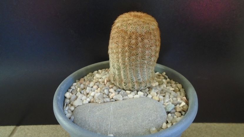  - Cactusi 2022